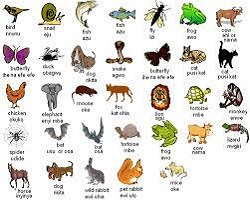 100 animal names in Igbo