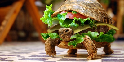 How Tortoise Got His Bumpy Shell