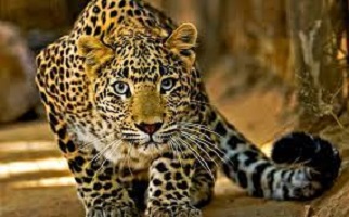 Ishi-agu and other igbo artefacts- by Mazi Ndukwe