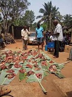 Native rights in Igbo land- Oke omunna