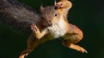 The squirrel and the cocoyam leaf-  By Ajembele