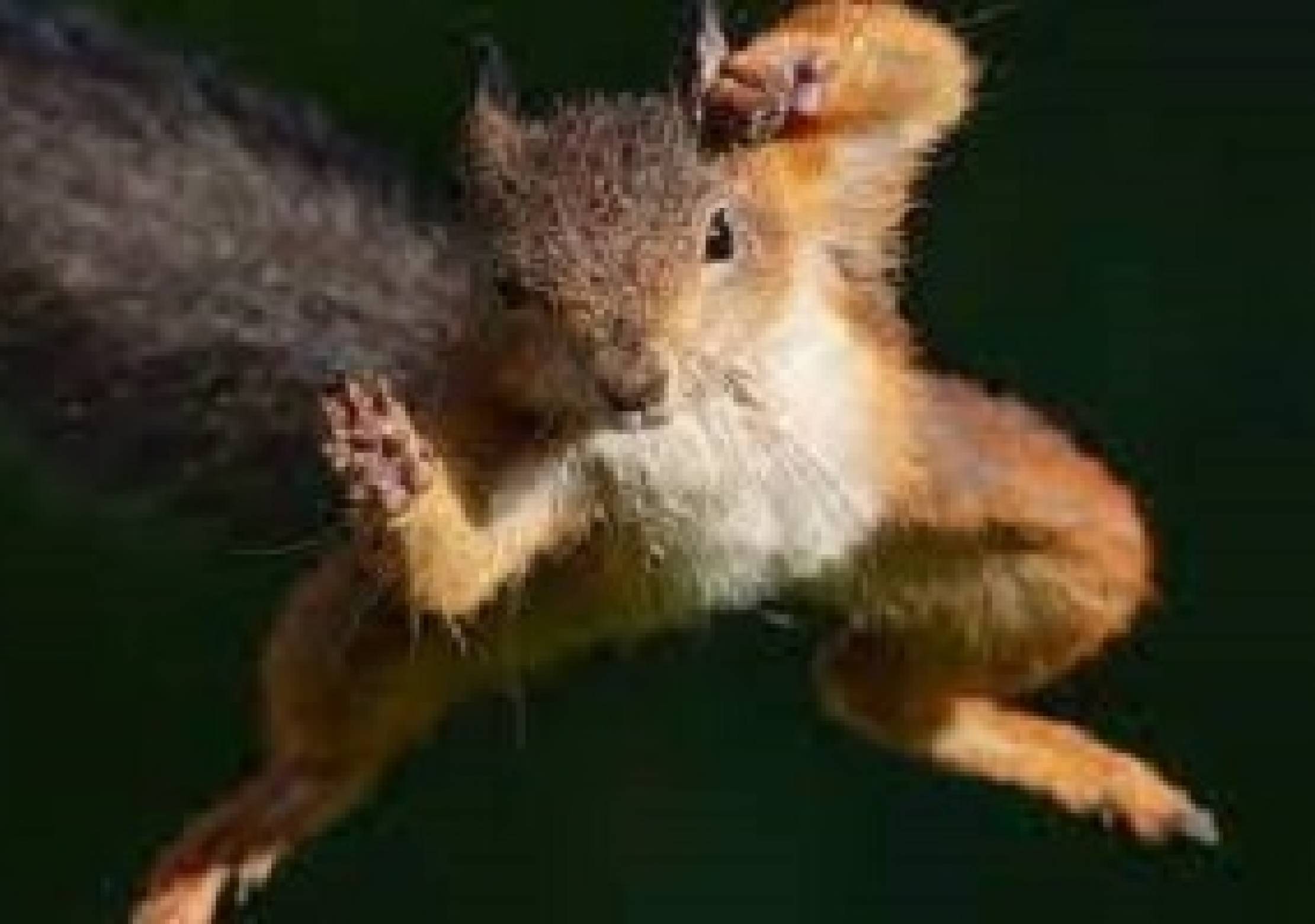 The squirrel and the cocoyam leaf-  By Ajembele