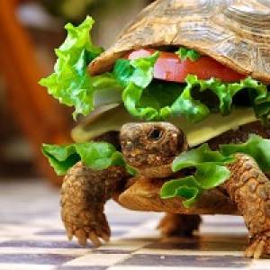 How Tortoise Got His Bumpy Shell