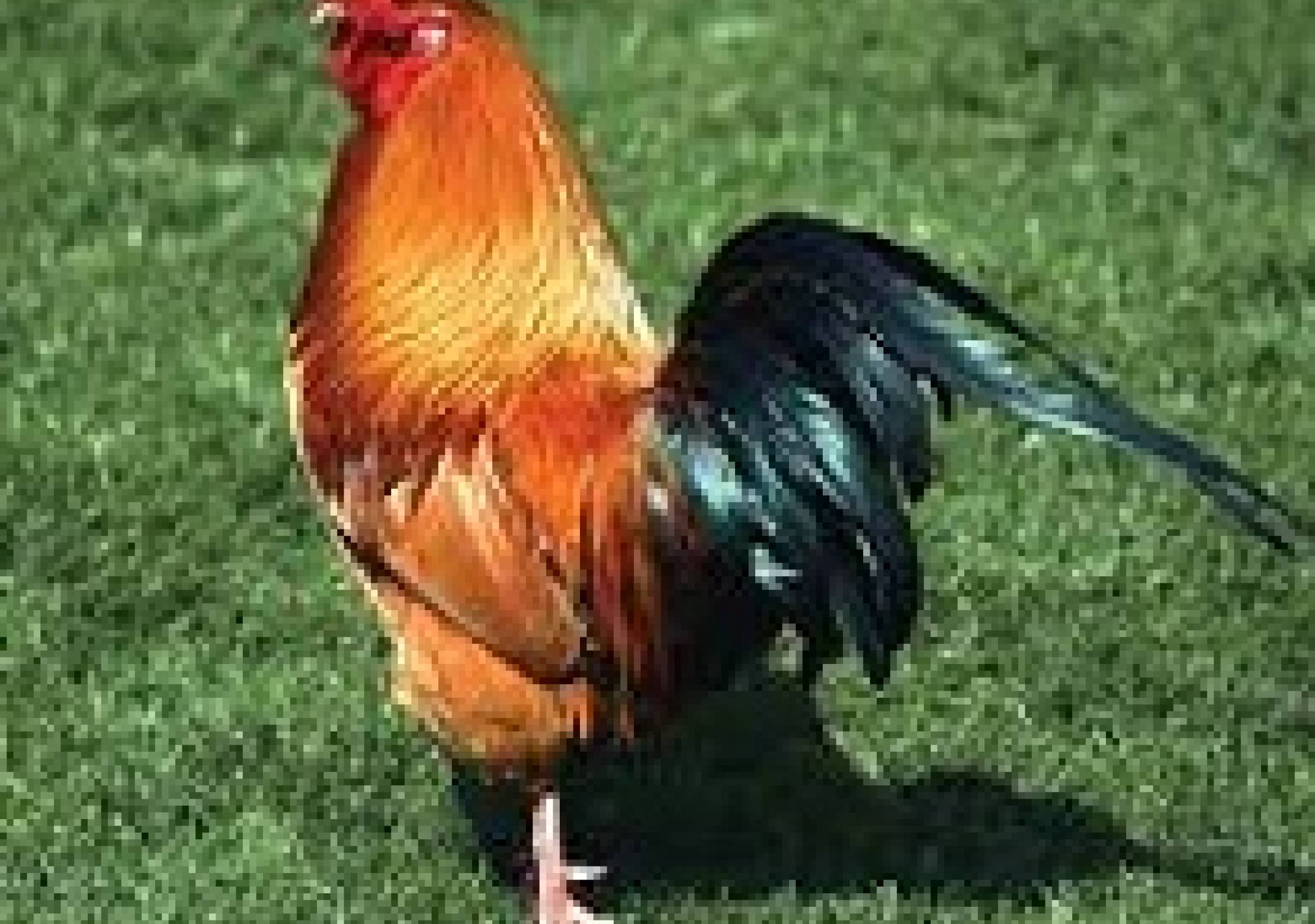 How chicken is shared in an Igbo family