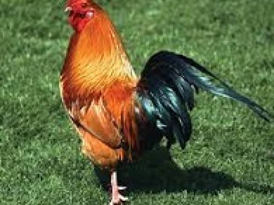 How chicken is shared in an Igbo family